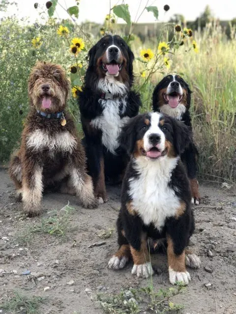 Four dogs sit outdoors: a fluffy brown Goldendoodle and three Bernese Mountain Dogs, smiling near sunflowers.