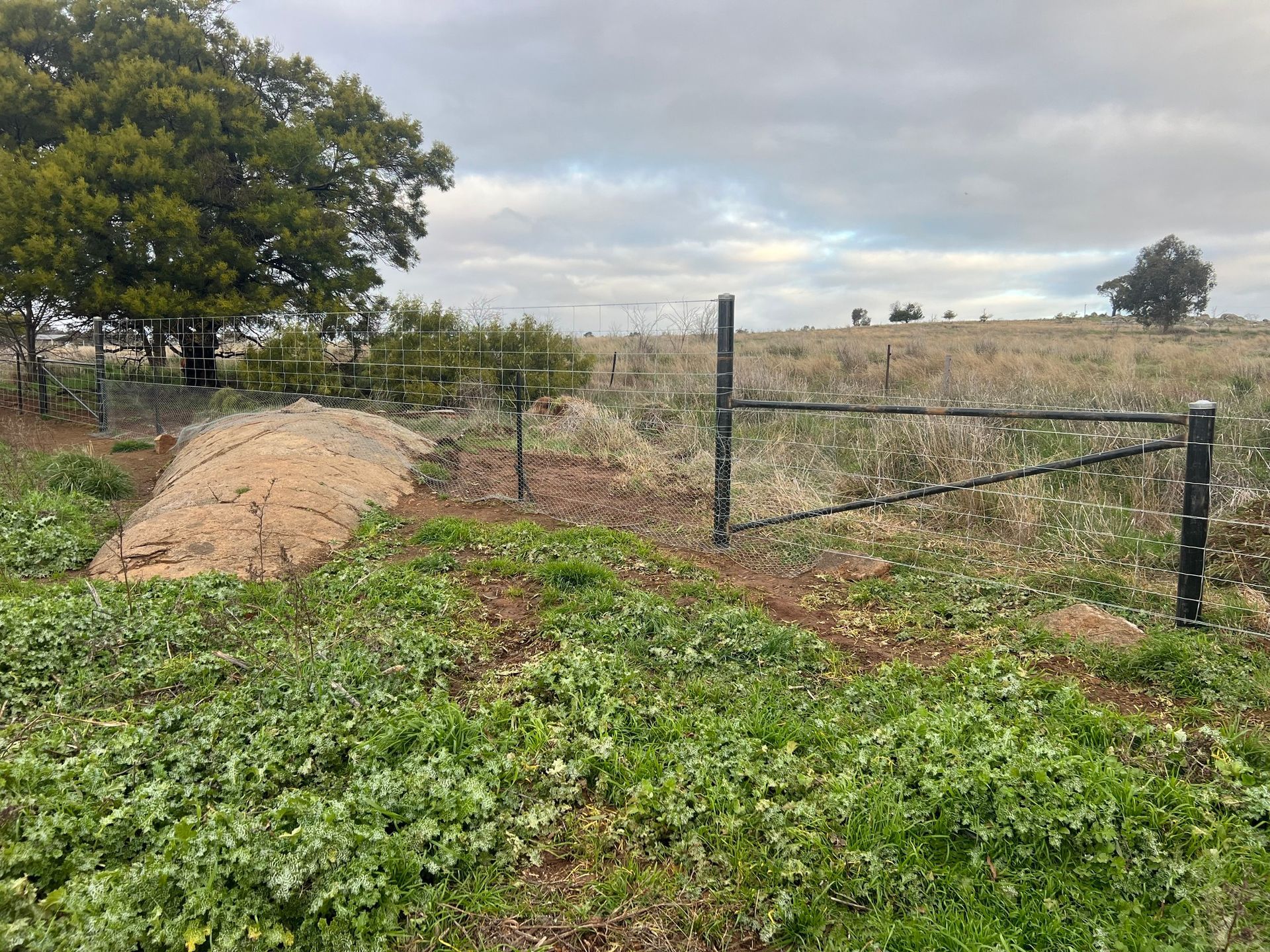 A field with a fence and a tree in the background.