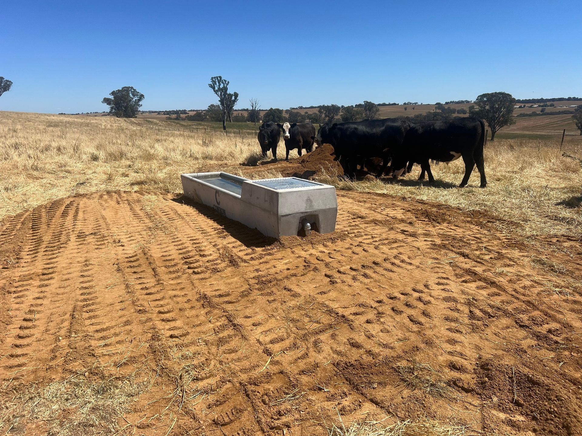 A herd of cows standing next to a water trough in a field.