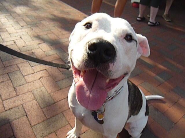 A white and black dog with its tongue hanging out