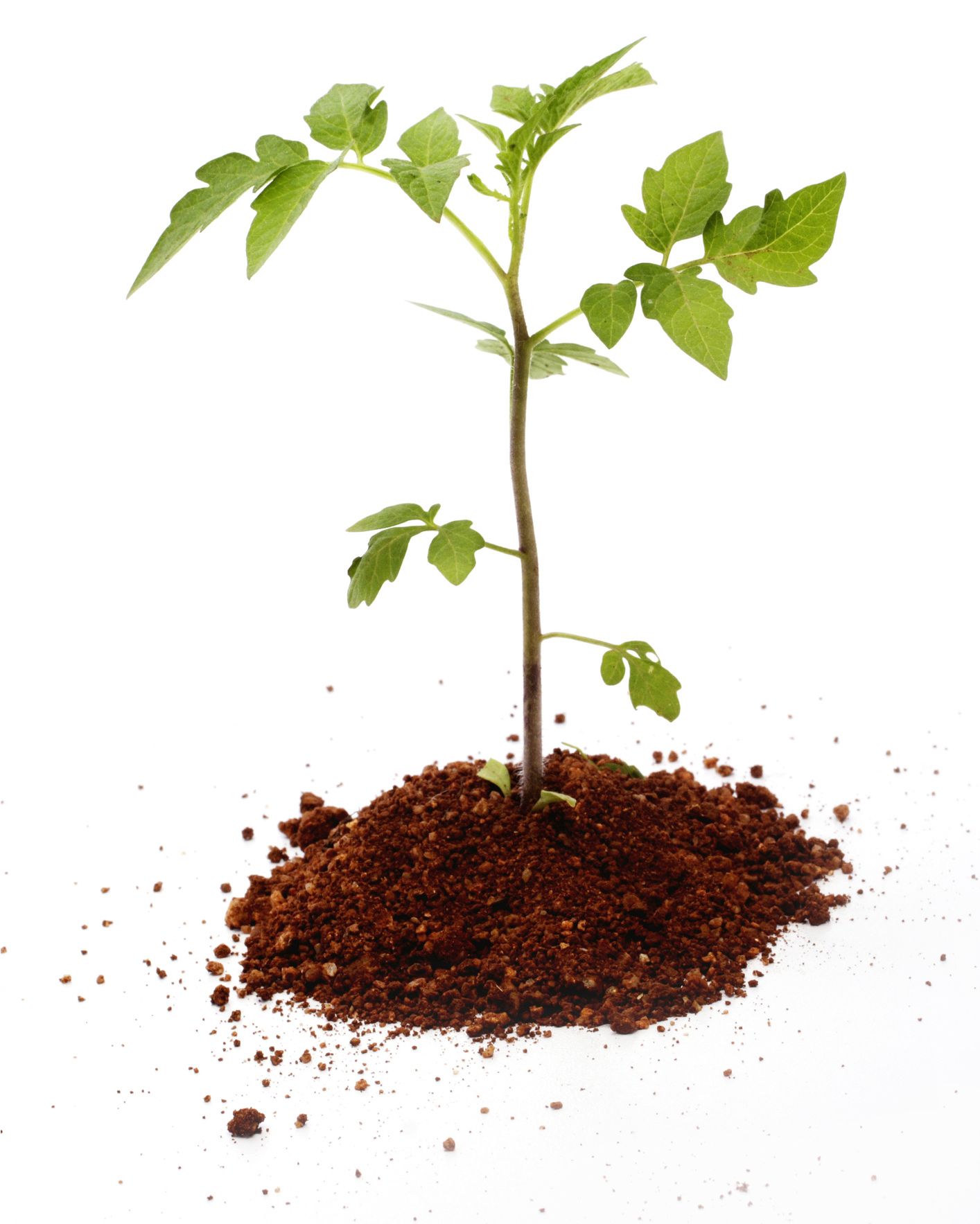 Small Plant Growing from Soil | Chesapeake, VA | A Atlantic Tree Service