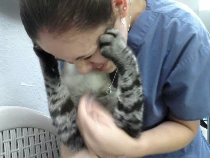 Veterinary carrying cat - Animal Health Center in Mirada, CA