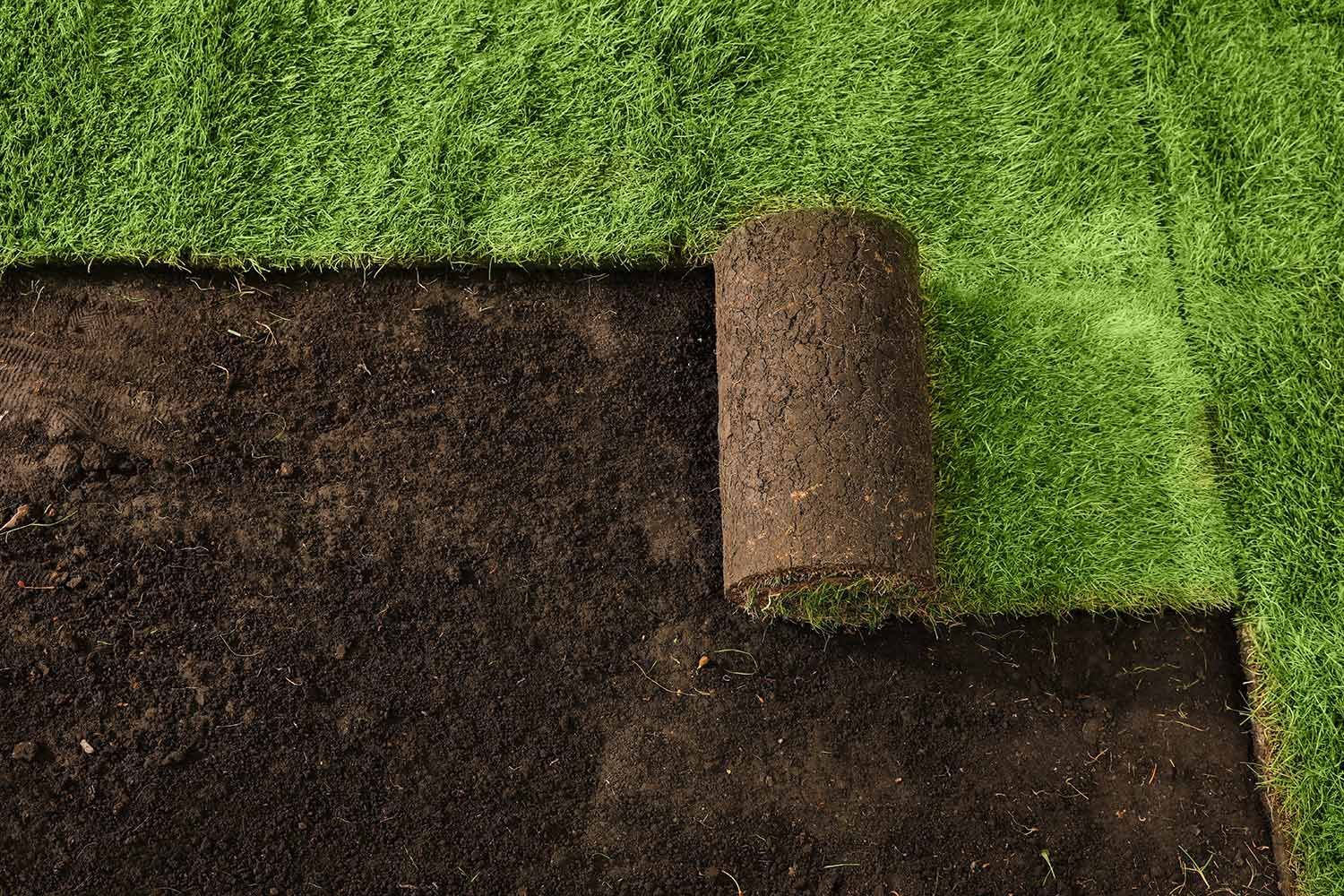Sod installation in garden