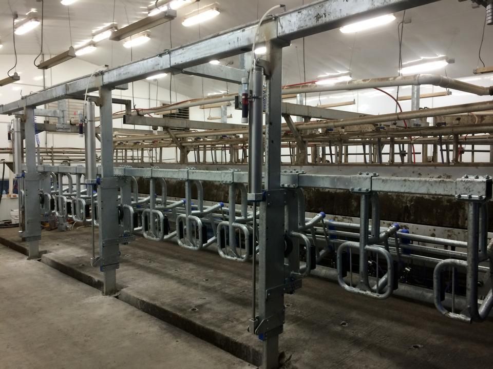 A row of milking stalls in a barn.