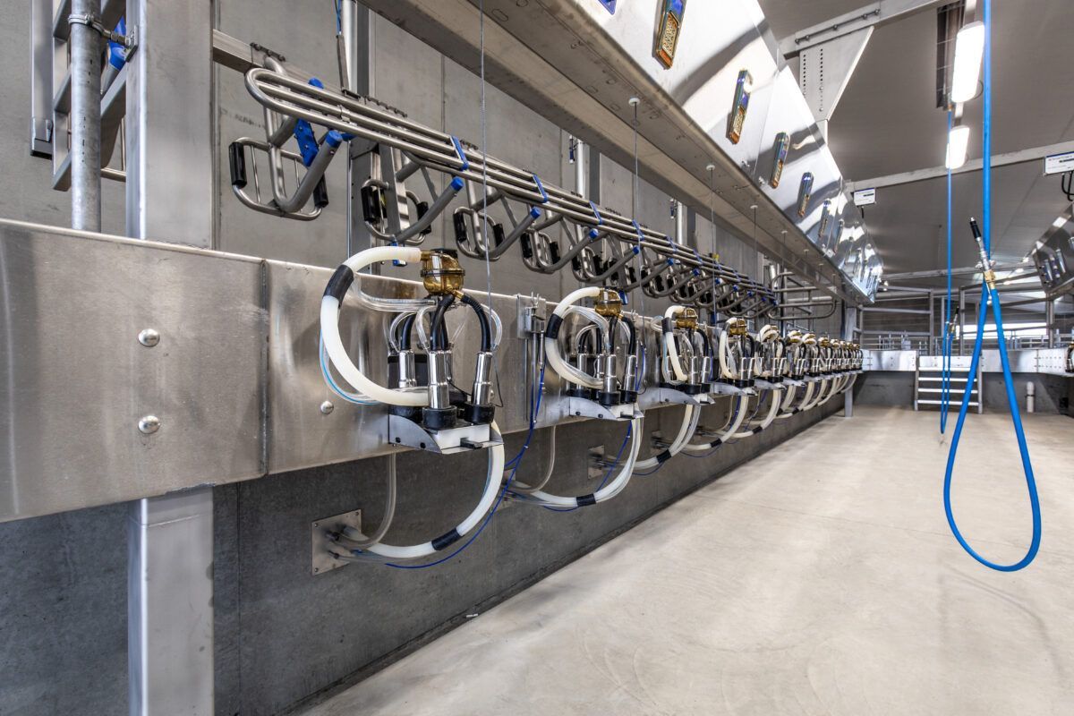 A long row of milking machines in a dairy farm