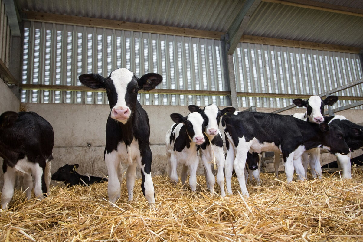 A herd of black and white calves standing in straw in a barn.