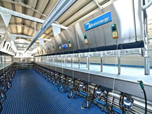 A long row of milking machines in a dairy farm