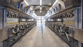 A long row of milking machines in a dairy farm.