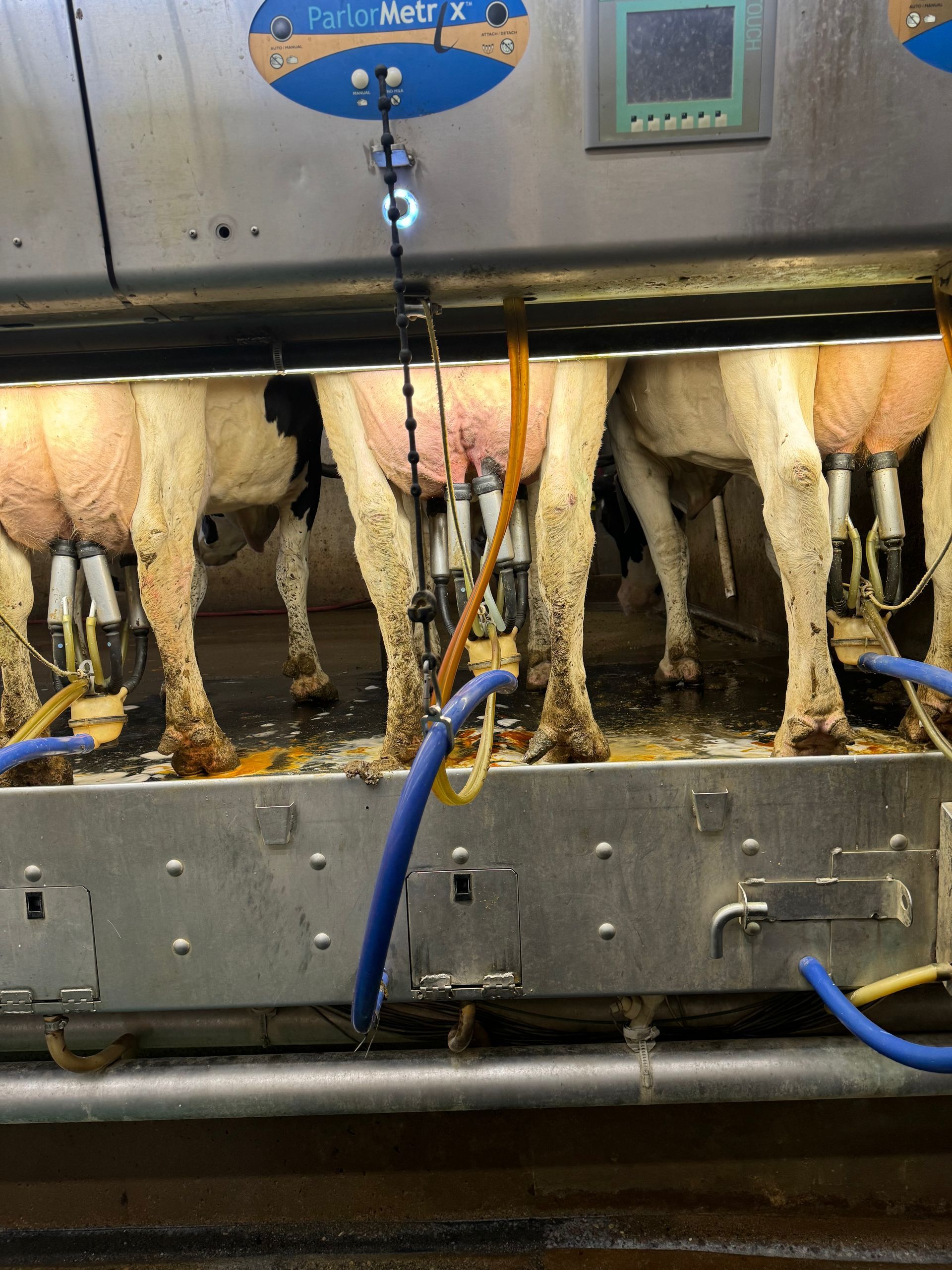 A group of cows are being milked by a machine