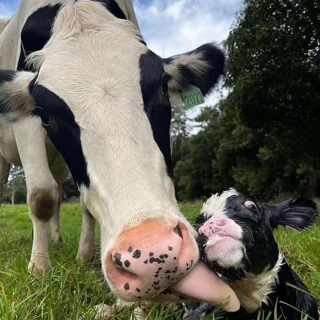 A cow licking a dog 's nose in a field