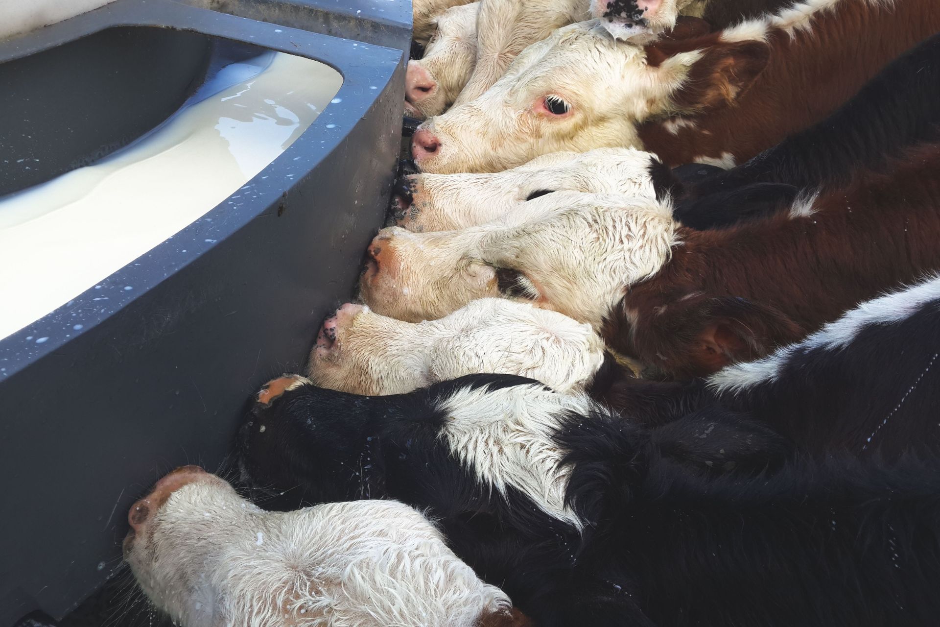 A herd of cows are drinking milk from a trough.