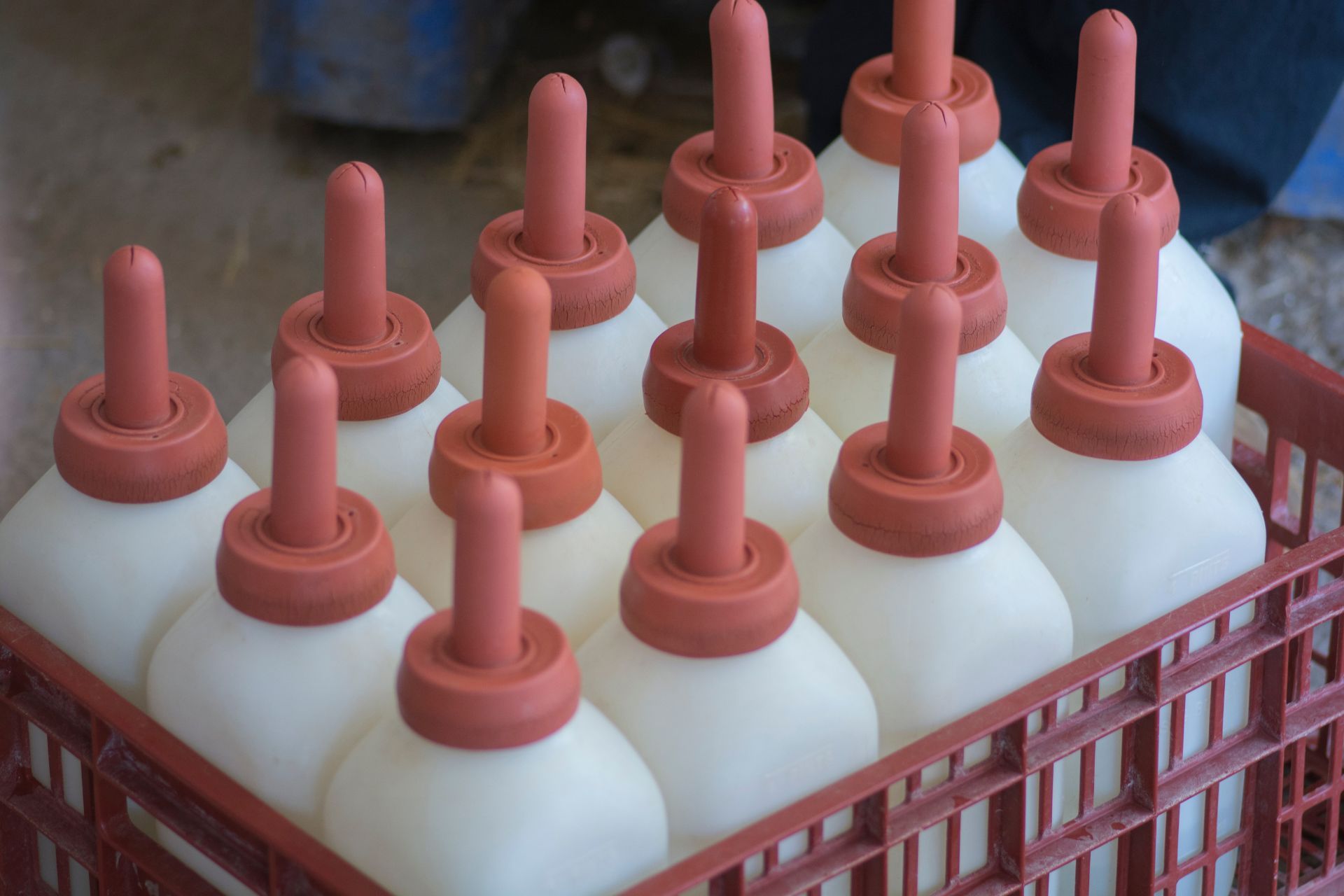 A crate filled with bottles of milk with red caps