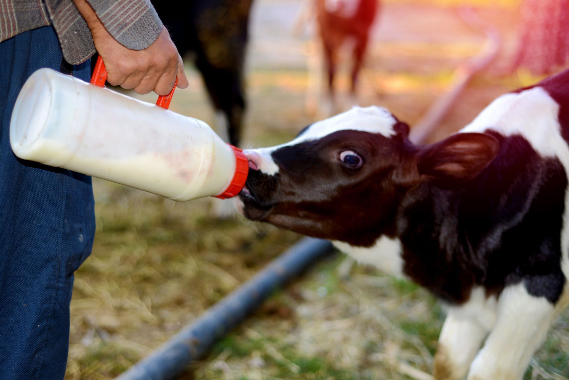 A calf is drinking milk from a bottle.