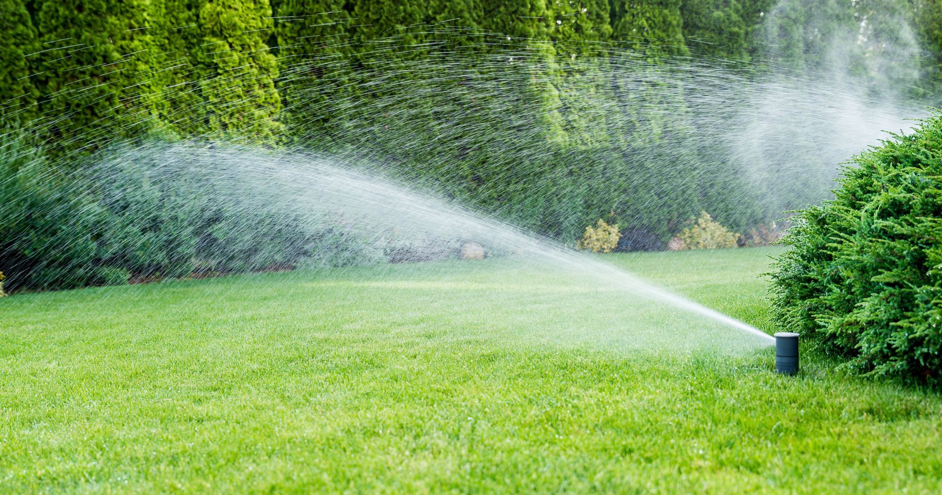 Lawn sprinkler spraying water across a green yard with shrubs in the background