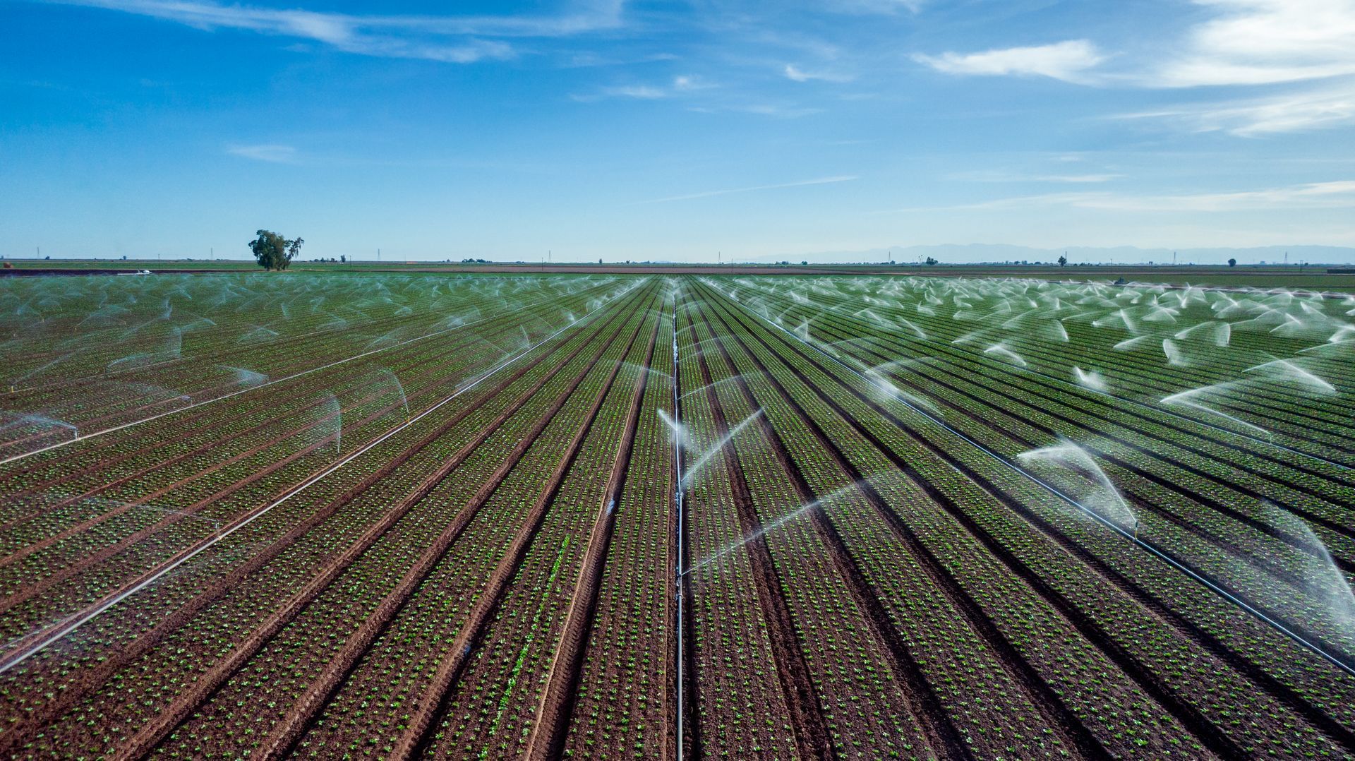 Sprinklers watering rows of crops across a flat farm field under a clear sky.