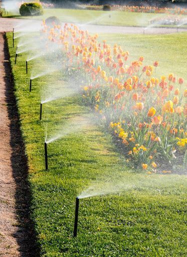 Sprinklers watering a green lawn beside a row of orange flowers in sunlight