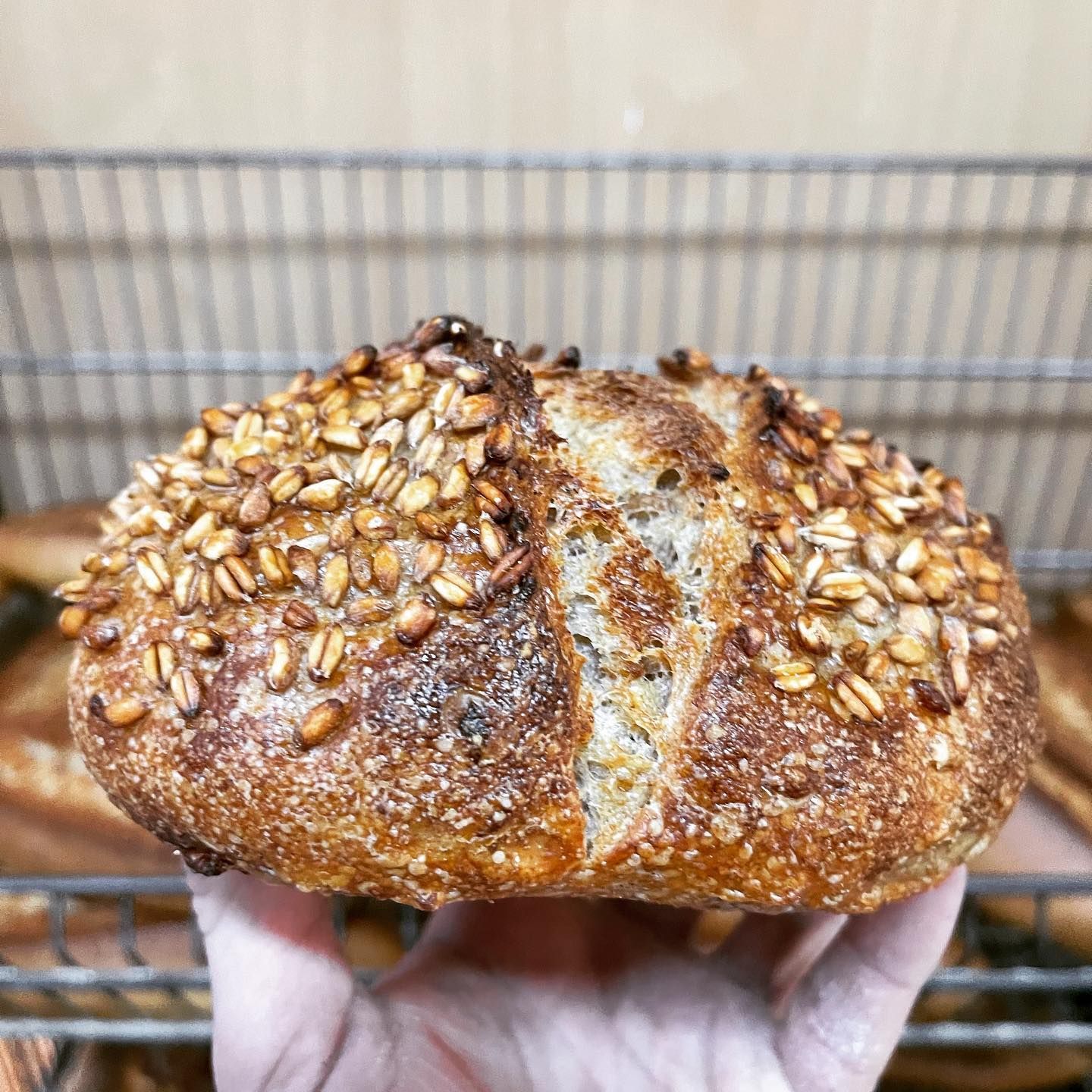 panificio terradunci 3