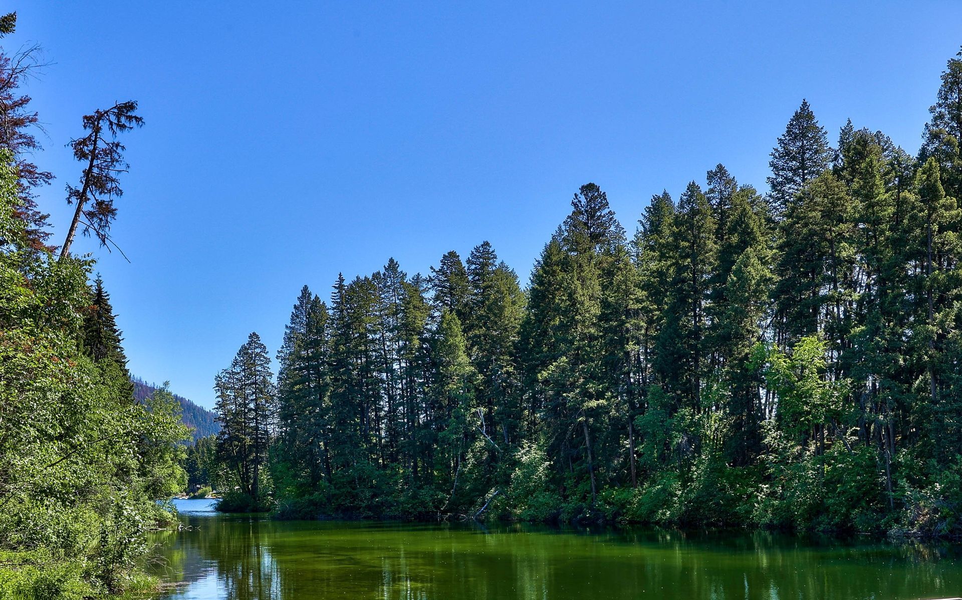 A lake surrounded by trees on a sunny day