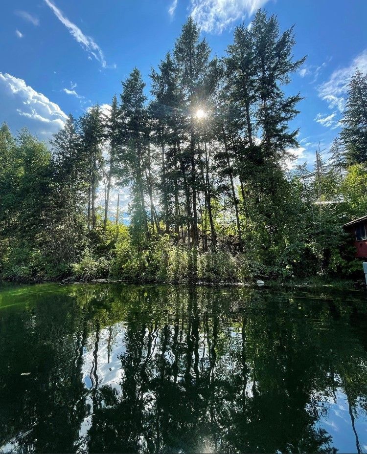 The sun is shining through the trees over a lake