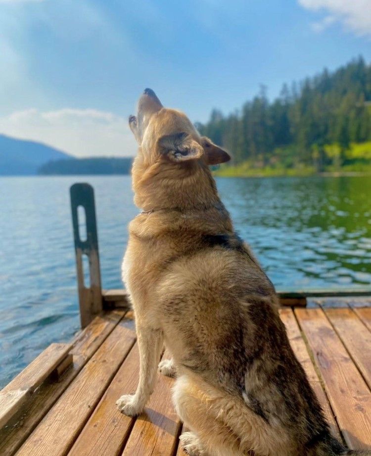 A dog is sitting on a wooden dock overlooking a lake.