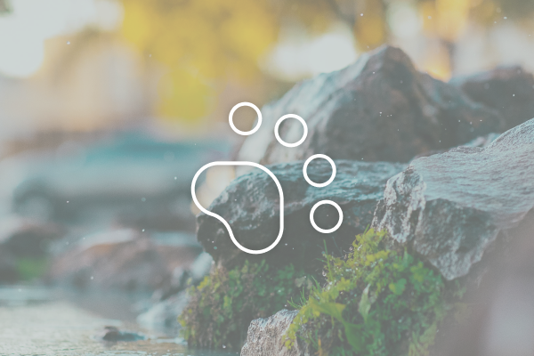 Services provided by EverGreene Pet Cremations