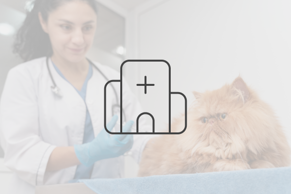 Veterinary Pick-up Transport