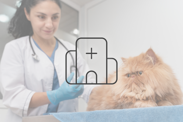 Veterinary Pick-up Transport