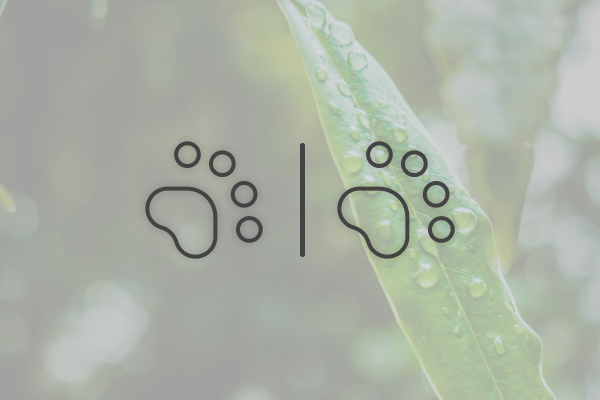 Individual Cremation