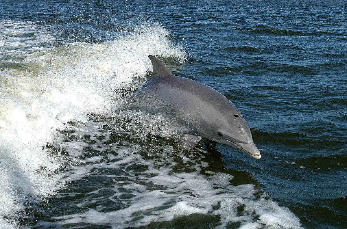 dolphin watch cruise near me