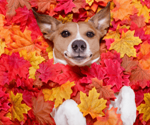 Dog in leaves