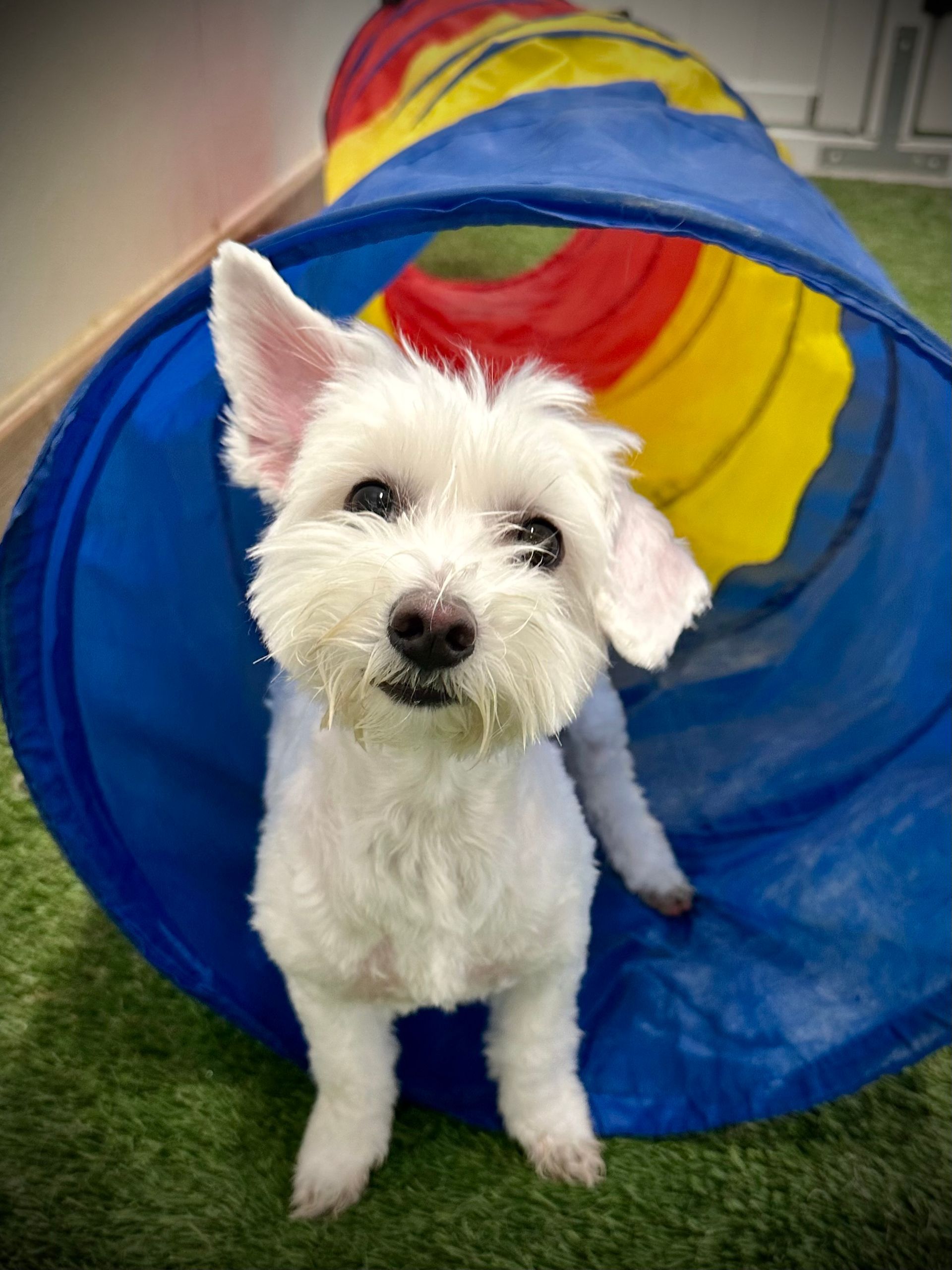 A white dog in a tunnel