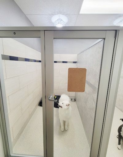 Dog boarding area