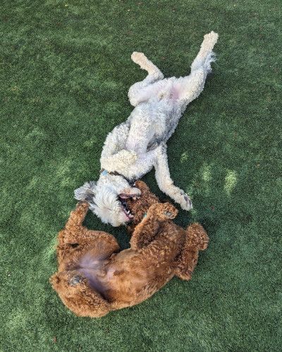 Dog rolling in grass
