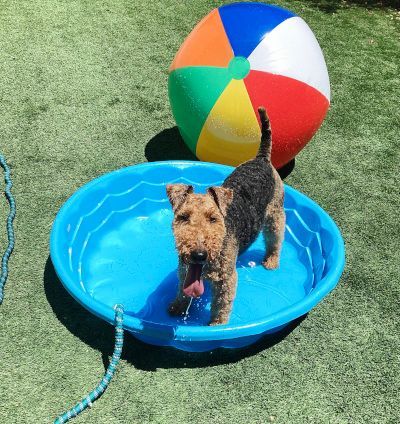 Dog playing in paddling pool
