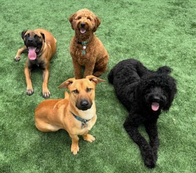 Four dogs looking up in play area