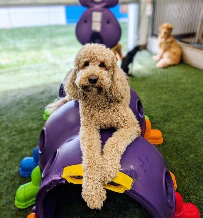 Dog in play area