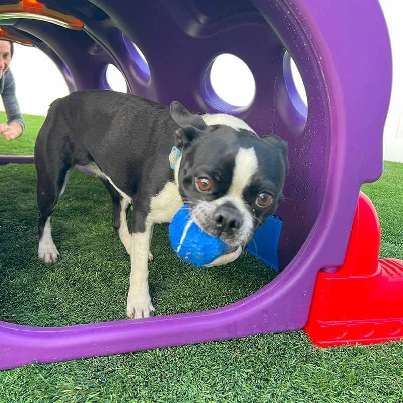Dog playing with tennis ball