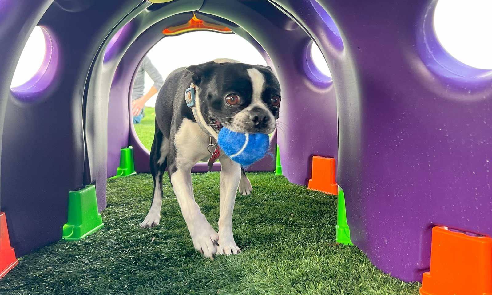Dog playing with ball in tunnel