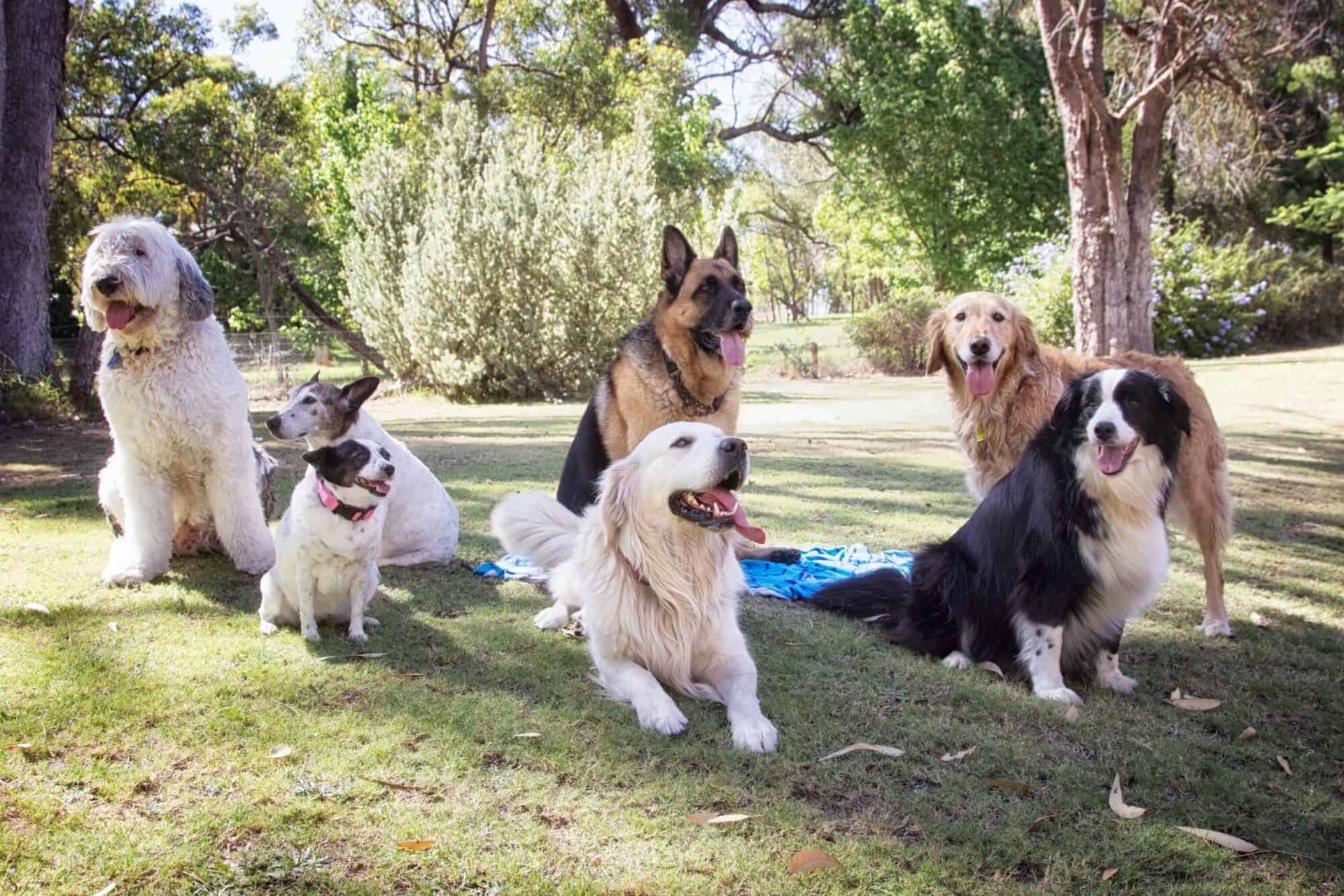 Dogs sitting in grass
