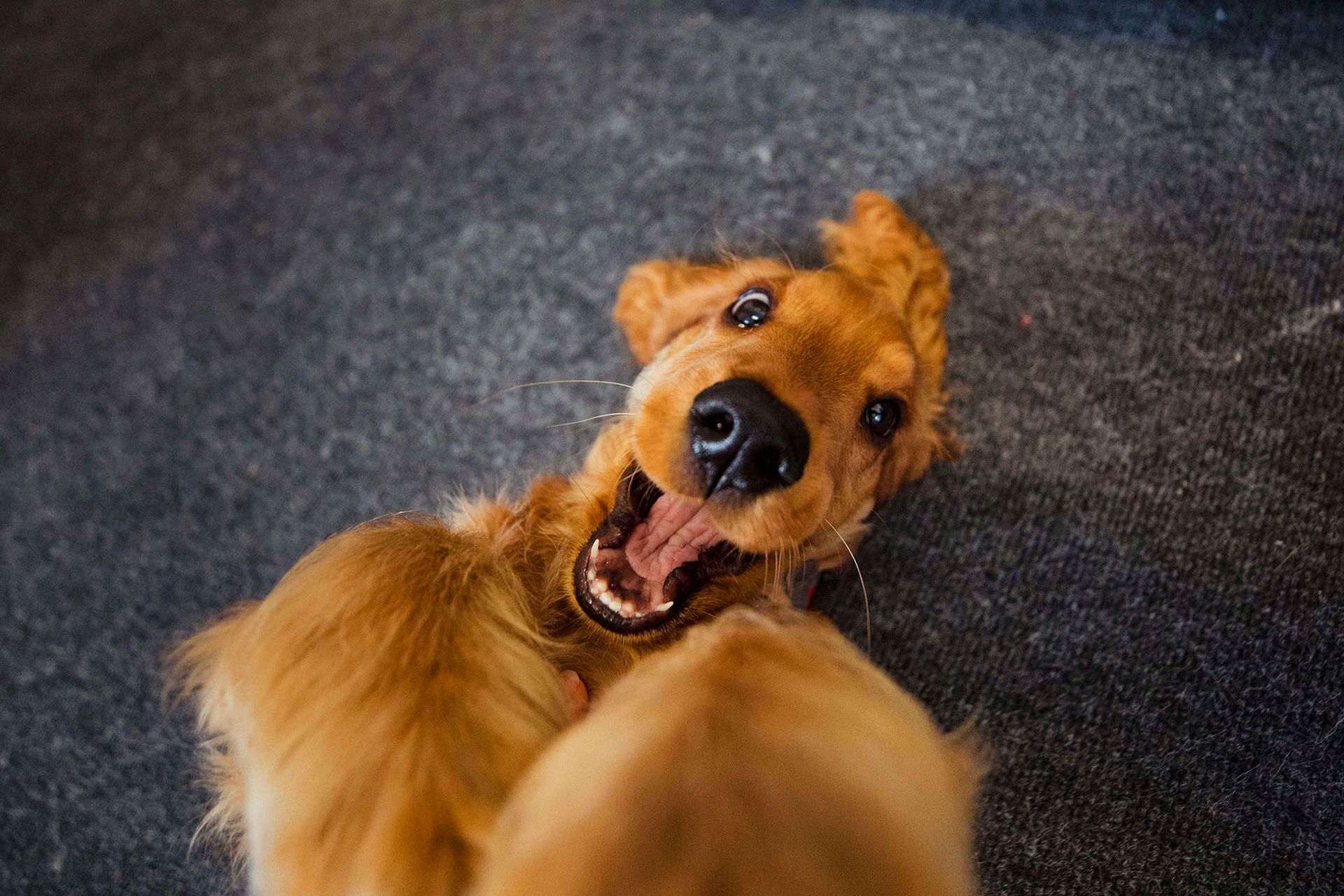 Dog rolling on ground