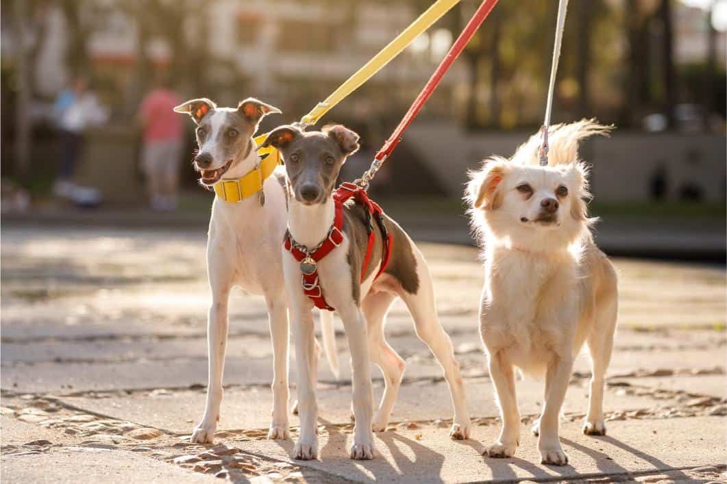 Three dogs on leashes