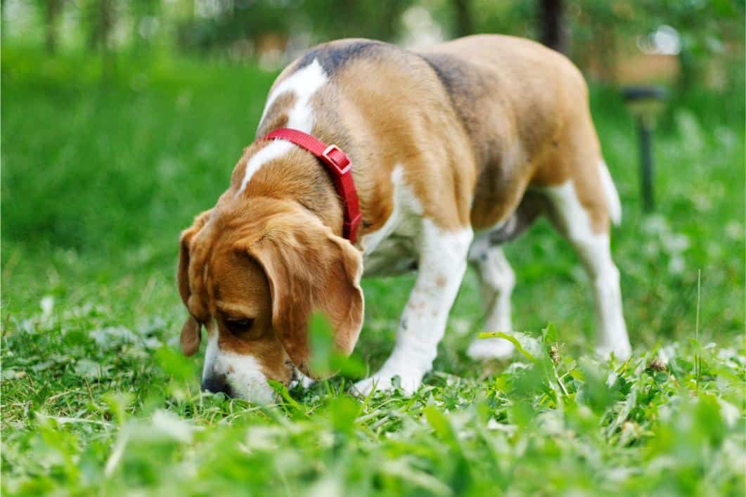 Dog sniffing in grass