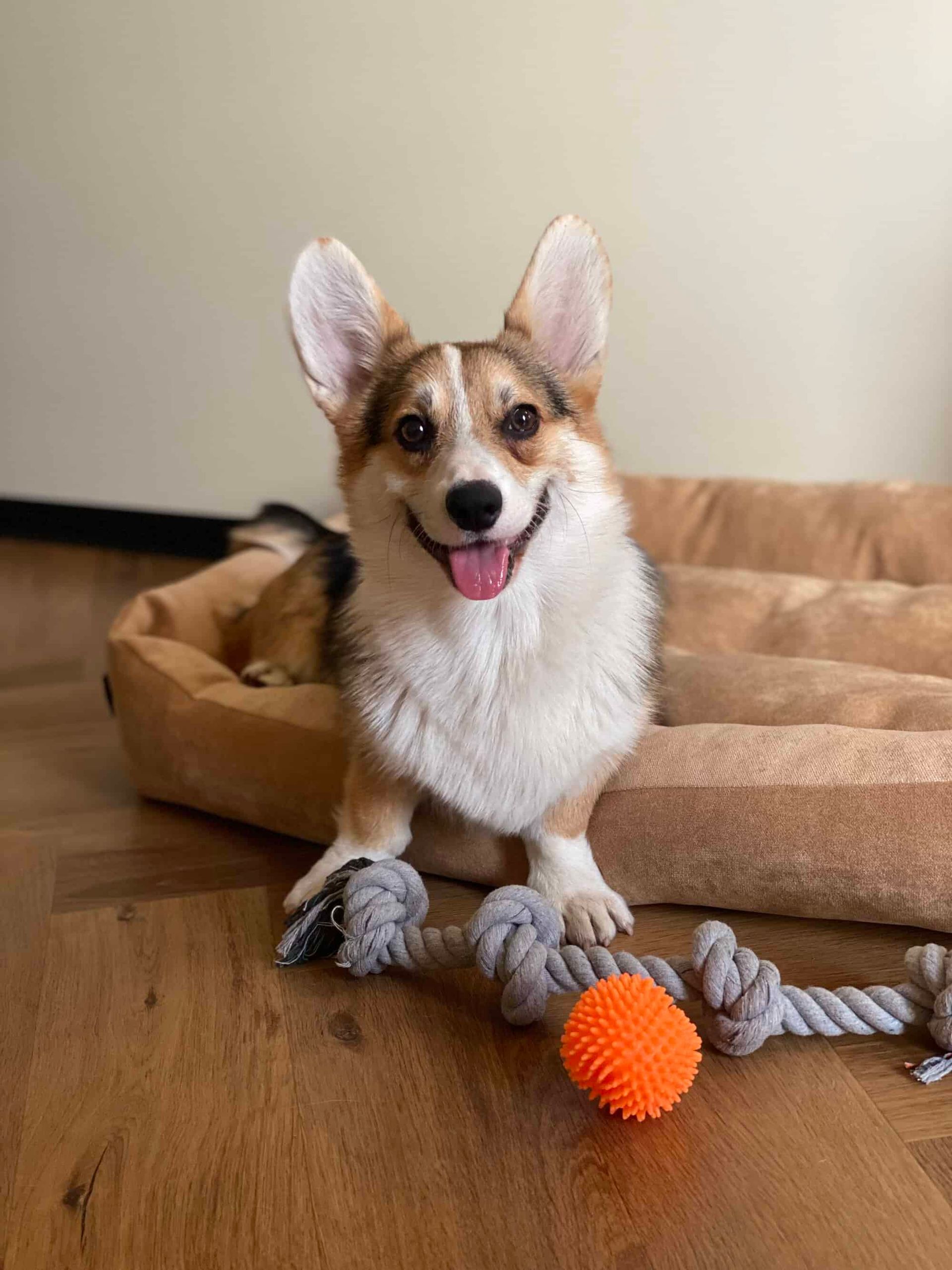 corgi in bed