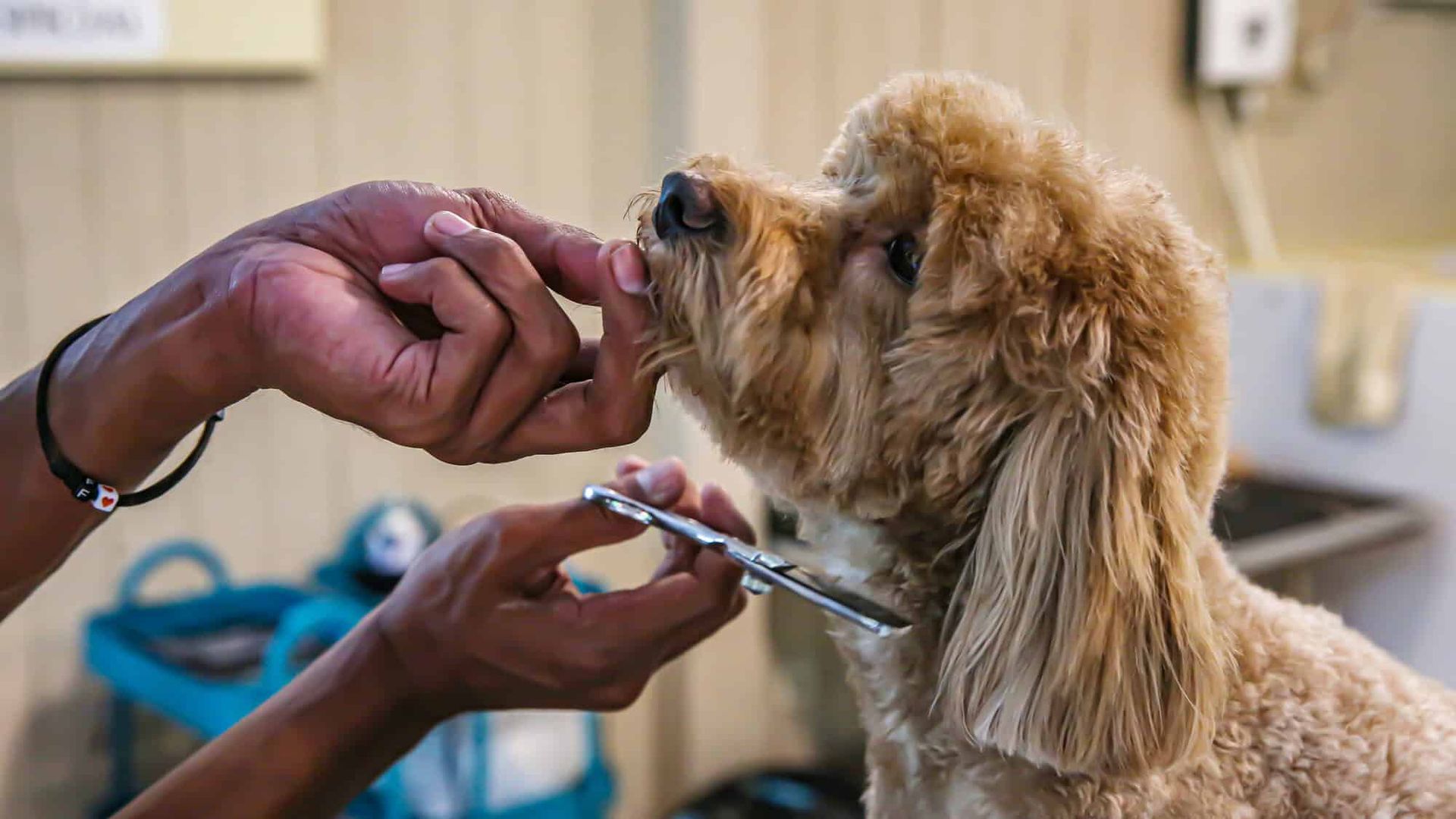 Dog getting groomed