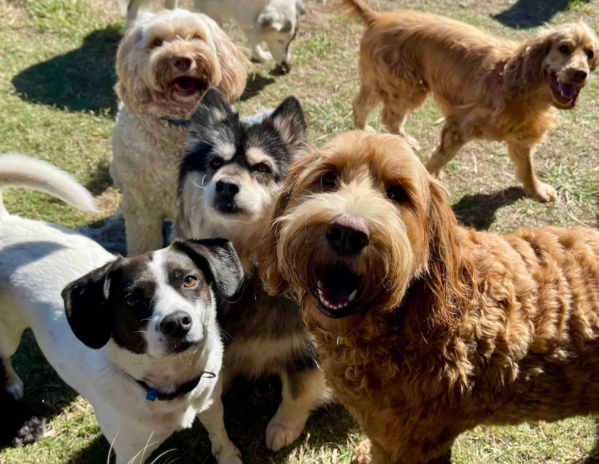 Dogs in a group outside 