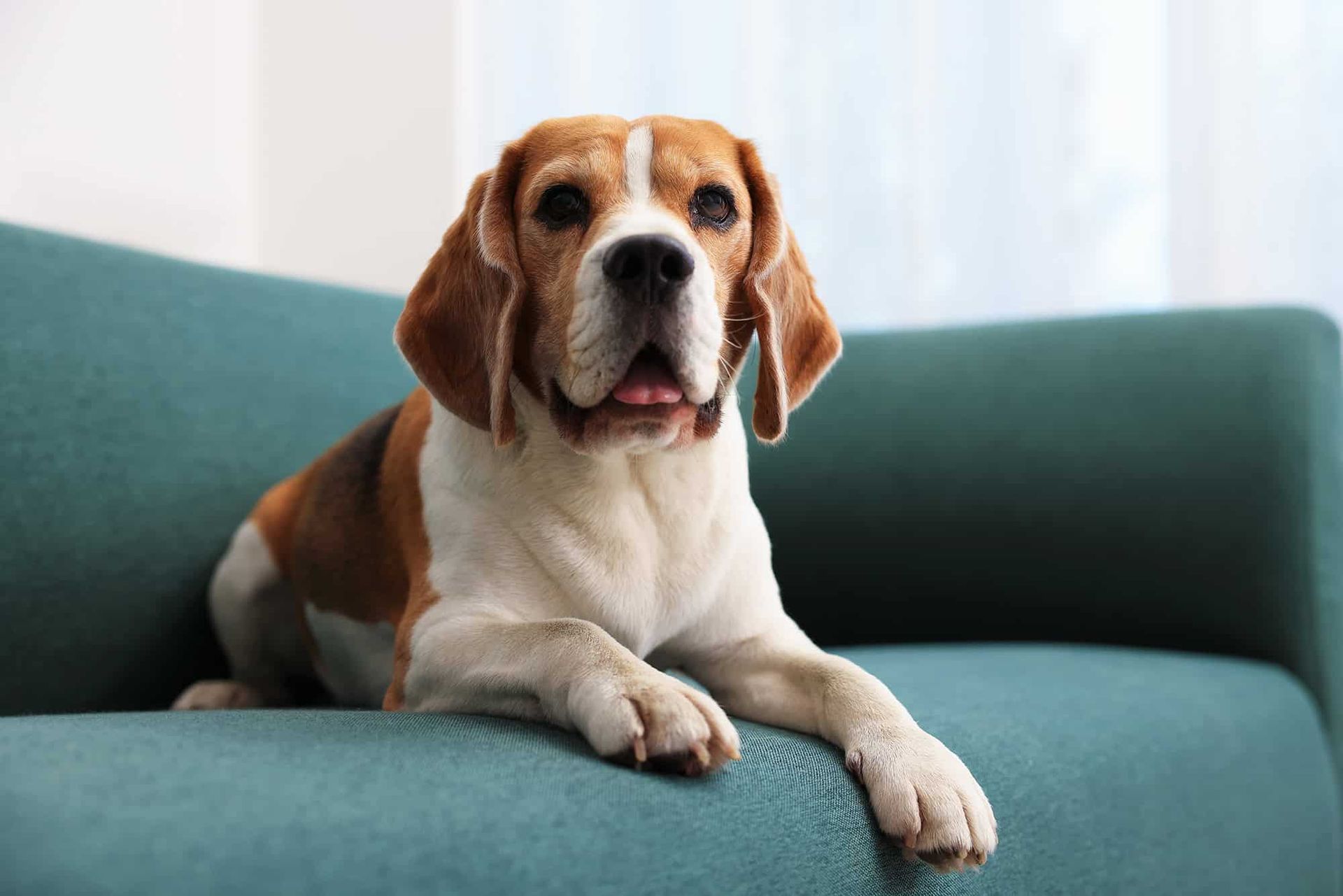 Beagle on sofa