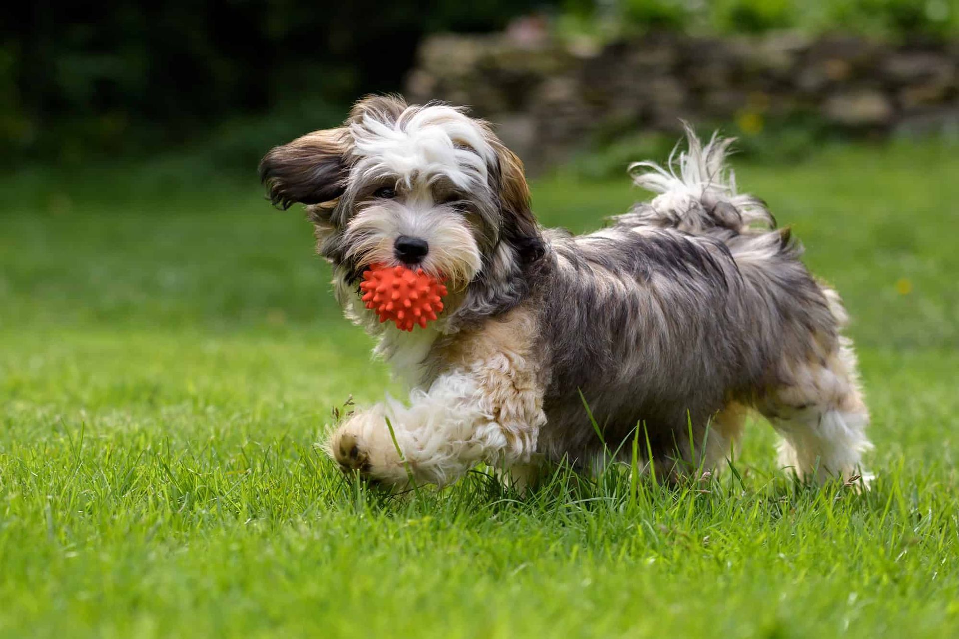 Dog playing with red ball