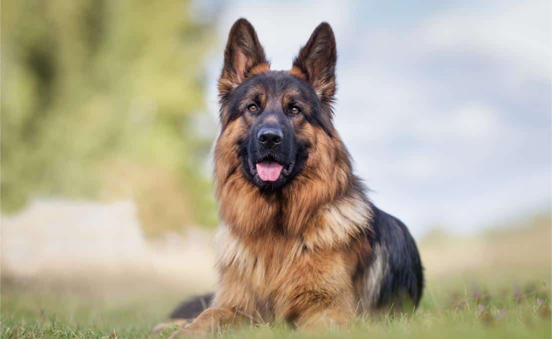 German shepherd with shiny coat