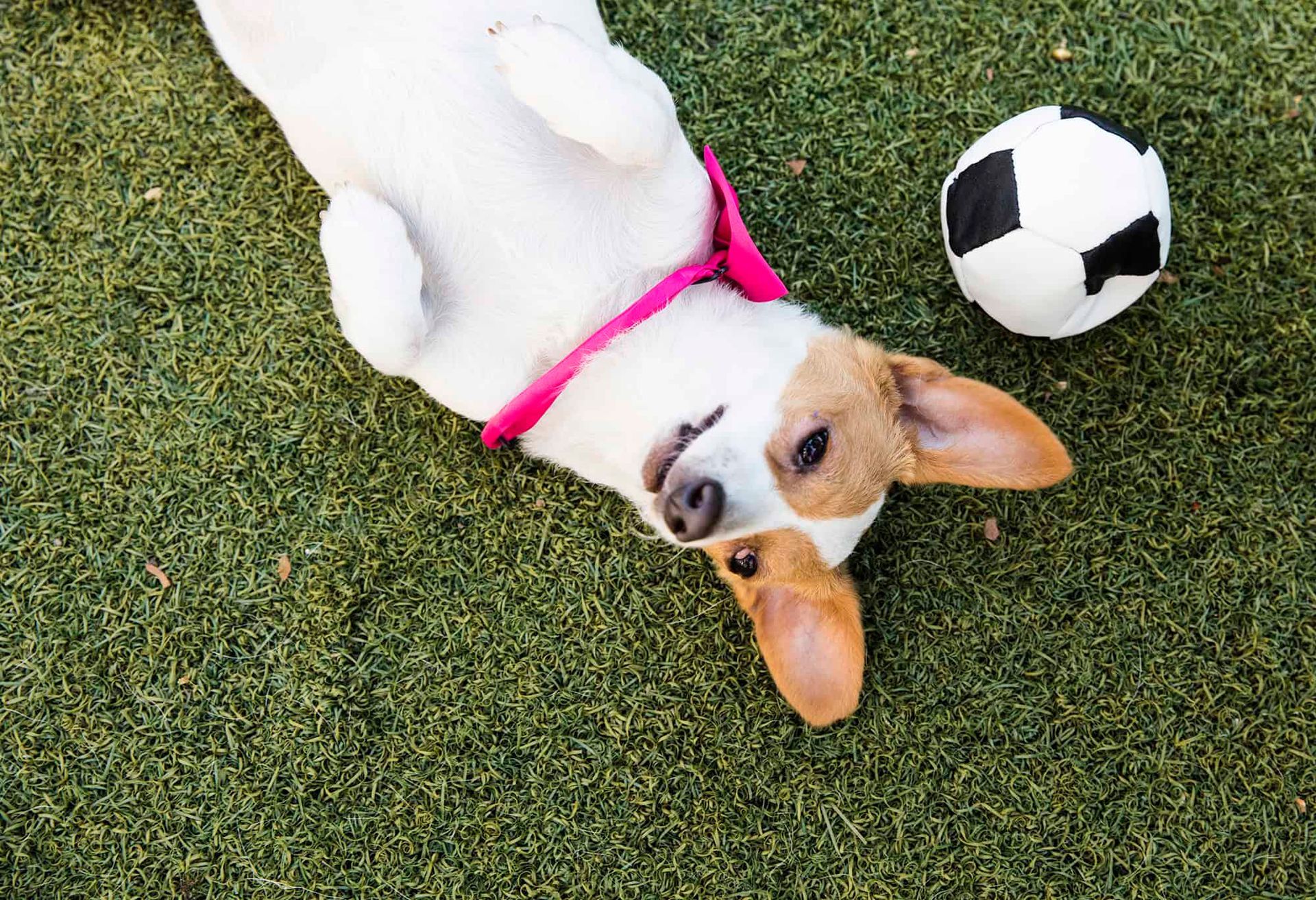 Dog on back in grass next to a ball
