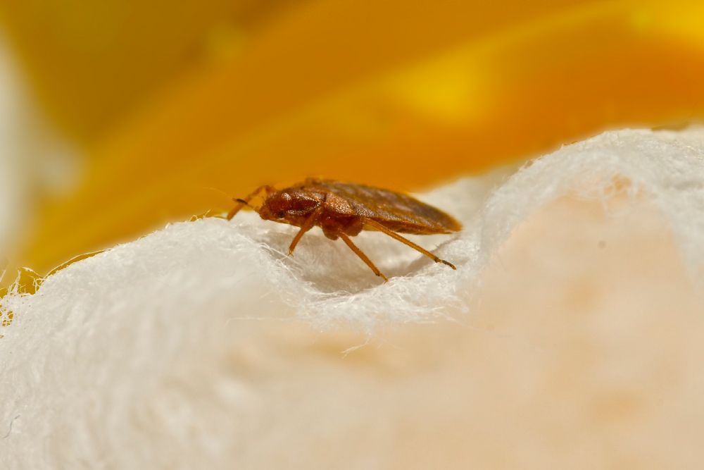 Close Up of Bed Bug — Lincolnton, NC — Precision Pest Management dba PESTEX